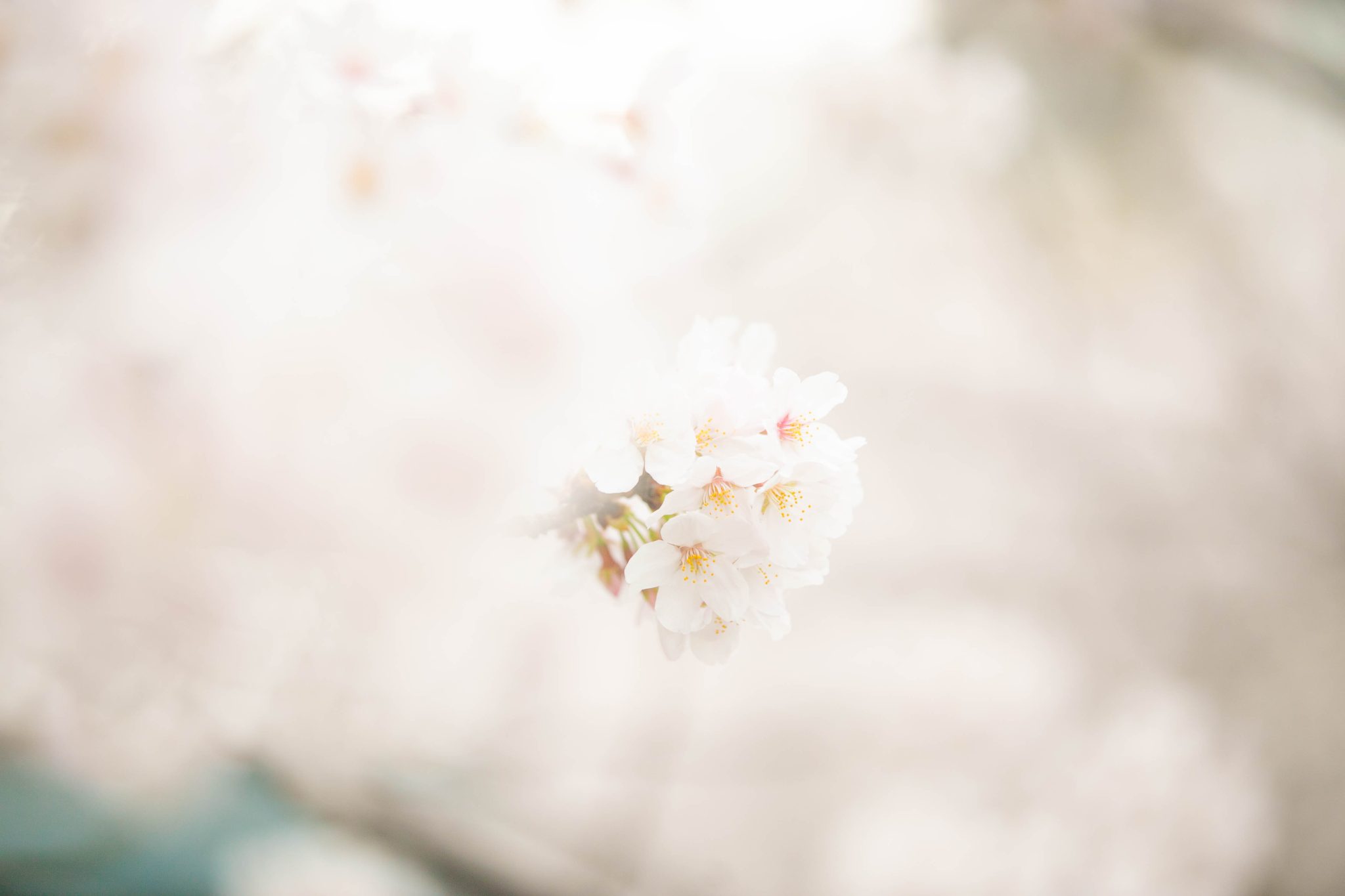 Flores de cerezo con luz muy suave